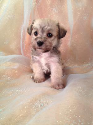Female Schnoodle Puppy for sale #6 Born Sept. 1st 2013|Looking for a Breeder or Schnoodle Puppies for sale around Fort Lauderdale FL? We ship there! Purebredpups!